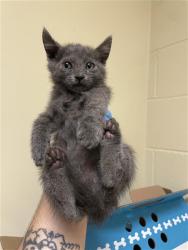 Shelter Stray Male Cat last seen ARCADE BLVD & PALMER ST, 2127 Front St, Sacramento, CA 95818, USA