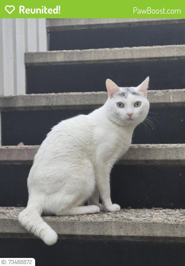 Reunited Male Cat last seen Mulberry and Colima, Whittier, CA 90604