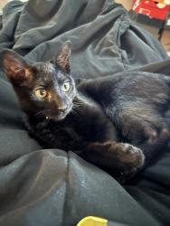 Reunited Male Cat last seen Ashland & 82nd st, Chicago, IL 60620