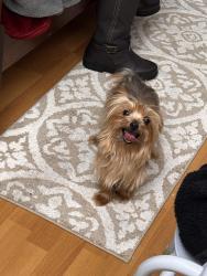 Reunited Male Dog last seen Near s flower st Los Angeles ca 90003, Los Angeles, CA 90003