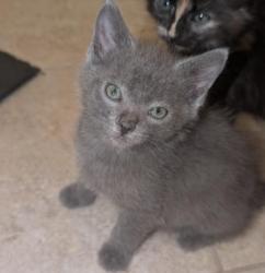 Shelter Stray Male Cat last seen CHARLOTTE, 8315 Byrum Dr, Charlotte, NC 28217, USA