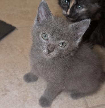 Shelter Stray Male Cat last seen CHARLOTTE, 8315 Byrum Dr, Charlotte, NC 28217, USA