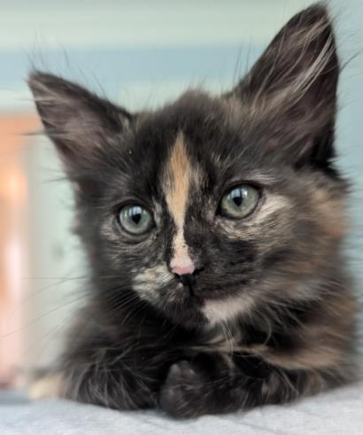 Shelter Stray Female Cat last seen CHARLOTTE, 8315 Byrum Dr, Charlotte, NC 28217, USA
