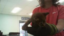 Shelter Stray Male Cat last seen CHARLOTTE, 8315 Byrum Dr, Charlotte, NC 28217, USA
