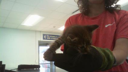 Shelter Stray Male Cat last seen CHARLOTTE, 8315 Byrum Dr, Charlotte, NC 28217, USA