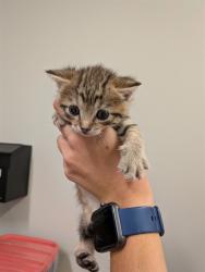 Shelter Stray Female Cat last seen ST PETERS, 4850 Mid Rivers Mall Dr, St Peters, MO 63376, USA
