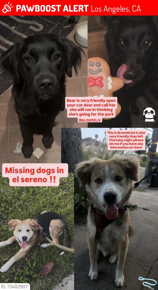 Lost Male Dog last seen Warwick & croness, Los Angeles, CA 90032