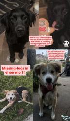 Lost Male Dog last seen Warwick & croness, Los Angeles, CA 90032