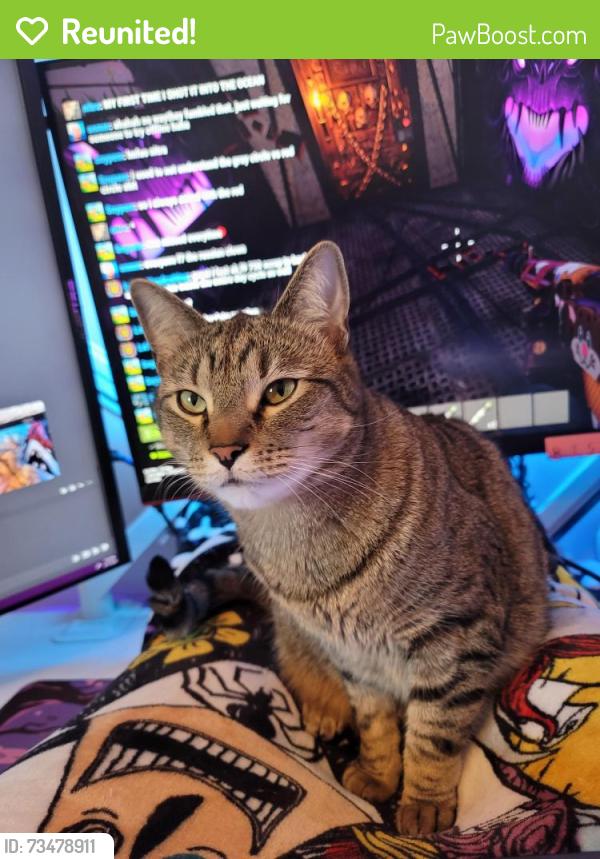 Reunited Male Cat last seen Griffiths and Skipton Road, Springfield, IL 62702