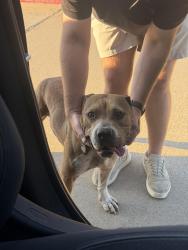 Reunited Male Dog last seen Near by Nichols middle school, Burleson, TX 76028