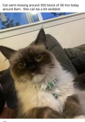 Lost Female Cat last seen 8th st, Grants Pass, OR 97526