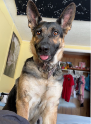 Lost Female Dog last seen Bluefield Subdivision neighborhood, dirt road., Lexington County, SC 29073