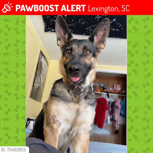 Lost Female Dog last seen Bluefield Subdivision neighborhood, dirt road., Lexington County, SC 29073