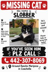 Lost Male Cat last seen He is always walking around neiborhood, Coachella, CA 92236