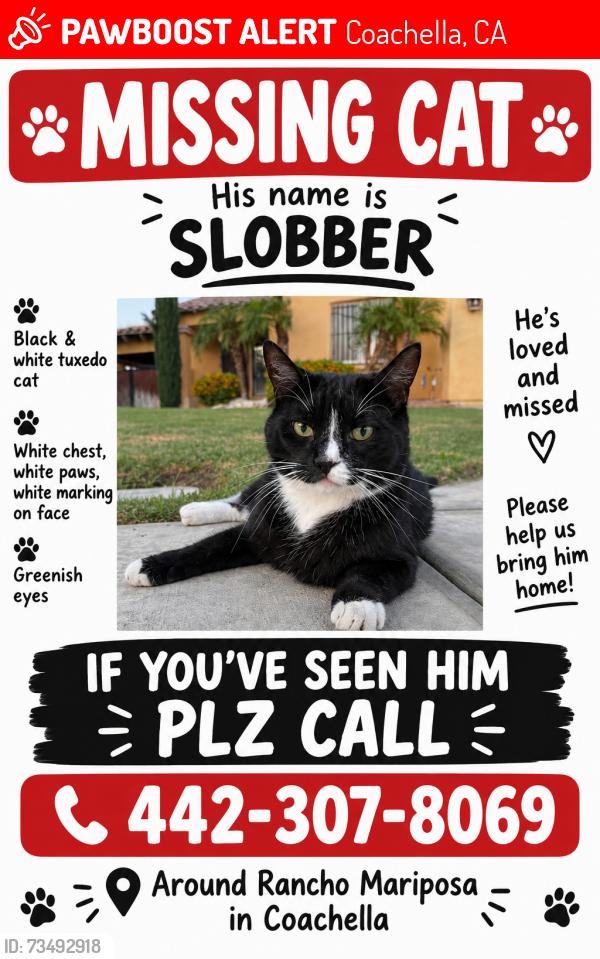 Lost Male Cat last seen He is always walking around neiborhood, Coachella, CA 92236