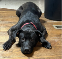 Reunited Male Dog last seen bluefield rd and boiling springs, Lexington, SC 29073