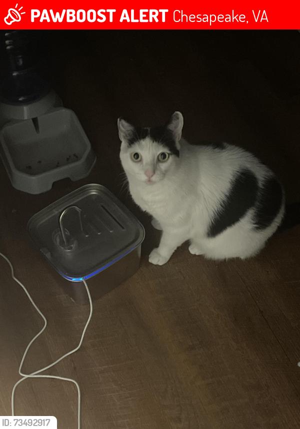 Lost Male Cat last seen Dominion Pines apmts, Chesapeake, VA 23320