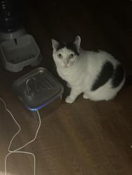 Lost Male Cat last seen Dominion Pines apmts, Chesapeake, VA 23320