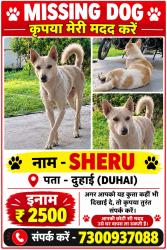 Lost Male Dog last seen Police chowki pipeline road bahadurpur, Makraida, UP 