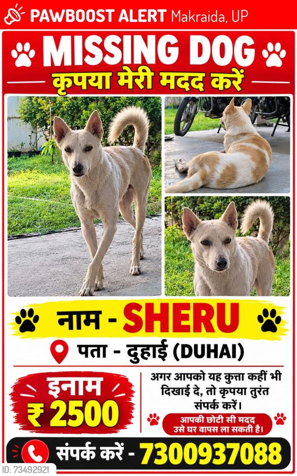 Lost Male Dog last seen Police chowki pipeline road bahadurpur, Makraida, UP 
