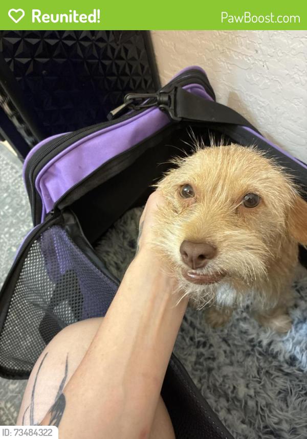 Reunited Female Dog last seen 59th and Bethany, Glendale, AZ 85301