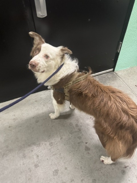 Shelter Stray Male Dog last seen , 4275 Elton St, Baldwin Park, CA 91706, USA