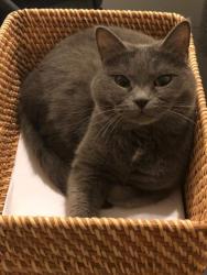 Lost Female Cat last seen raleight centre, Raleigh, NC 27601