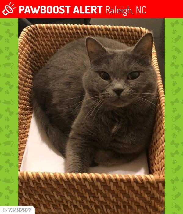 Lost Female Cat last seen raleight centre, Raleigh, NC 27601