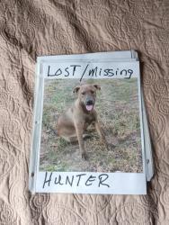 Lost Male Dog last seen County Rd 681, Lytle, TX 78052