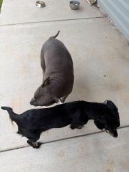 Reunited Female Dog last seen Santa Monica Street, Avalon, FL 32583