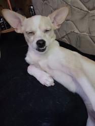 Lost Female Dog last seen N Virginia, Reno, NV 89506