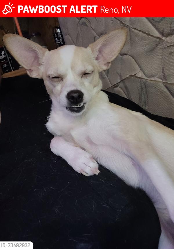 Lost Female Dog last seen N Virginia, Reno, NV 89506