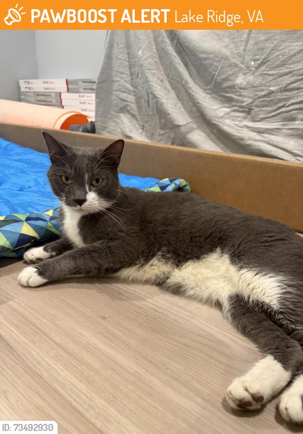 Found/Stray Unknown Cat last seen Lakeridge, Lake Ridge, VA 22192