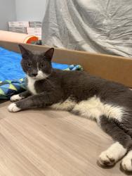 Found/Stray Unknown Cat last seen Lakeridge, Lake Ridge, VA 22192