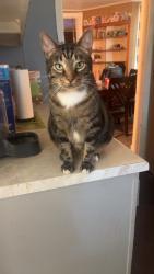 Lost Male Cat last seen 8st, 9st, 10st area, Altoona, PA 16602