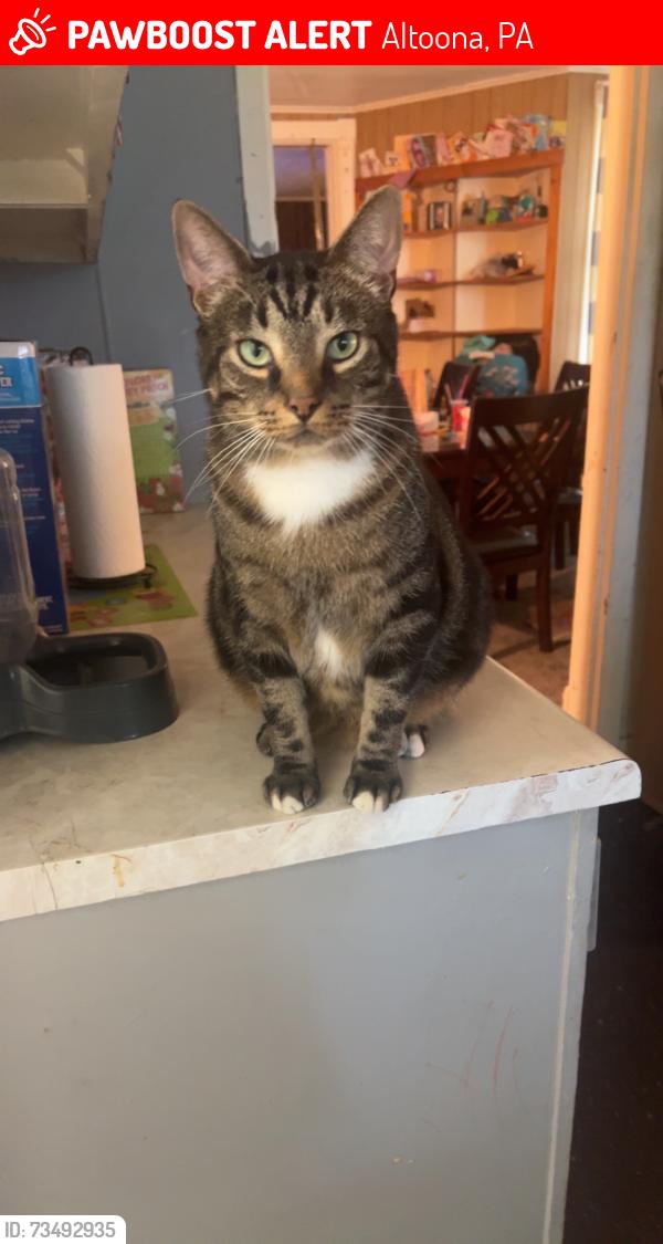 Lost Male Cat last seen 8st, 9st, 10st area, Altoona, PA 16602