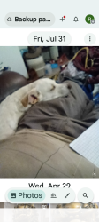 Lost Male Dog last seen Missouri and 24th avenue in Phoenix, Phoenix, AZ 85015