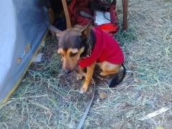 Lost Female Dog last seen Down the road from Kelvin Grove ALDI, Kelvin Grove, QLD 