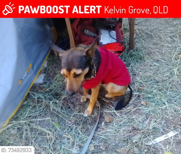 Lost Female Dog last seen Down the road from Kelvin Grove ALDI, Kelvin Grove, QLD 