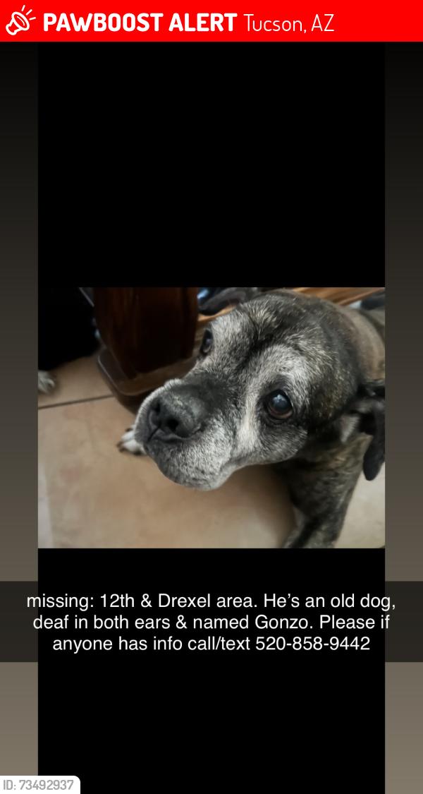 Lost Male Dog last seen 12th & Drexek, Tucson, AZ 85706