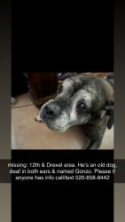 Lost Male Dog last seen 12th & Drexek, Tucson, AZ 85706