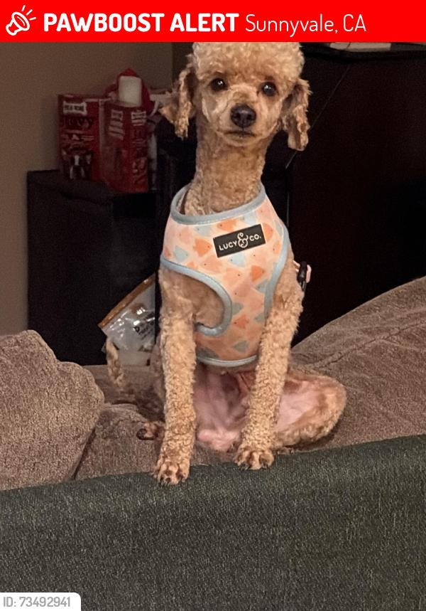 Lost Male Dog last seen Lafayette street, Santa Clara, Ca, Santa Clara, CA 95050