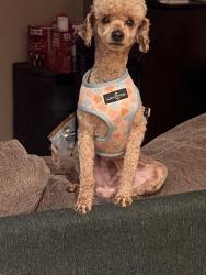Lost Male Dog last seen Lafayette street, Santa Clara, Ca, Santa Clara, CA 95050