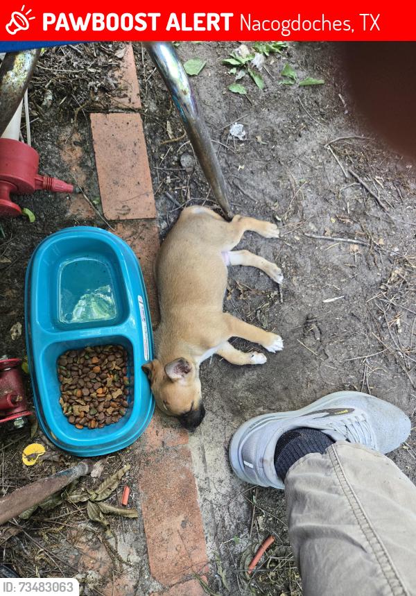 Lost Male Dog last seen Appleby. Merchantile, Nacogdoches, TX 75965