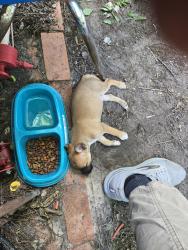 Lost Male Dog last seen Appleby. Merchantile, Nacogdoches, TX 75965
