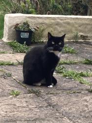 Reunited Female Cat last seen Gardenia Avenue, Luton, England 