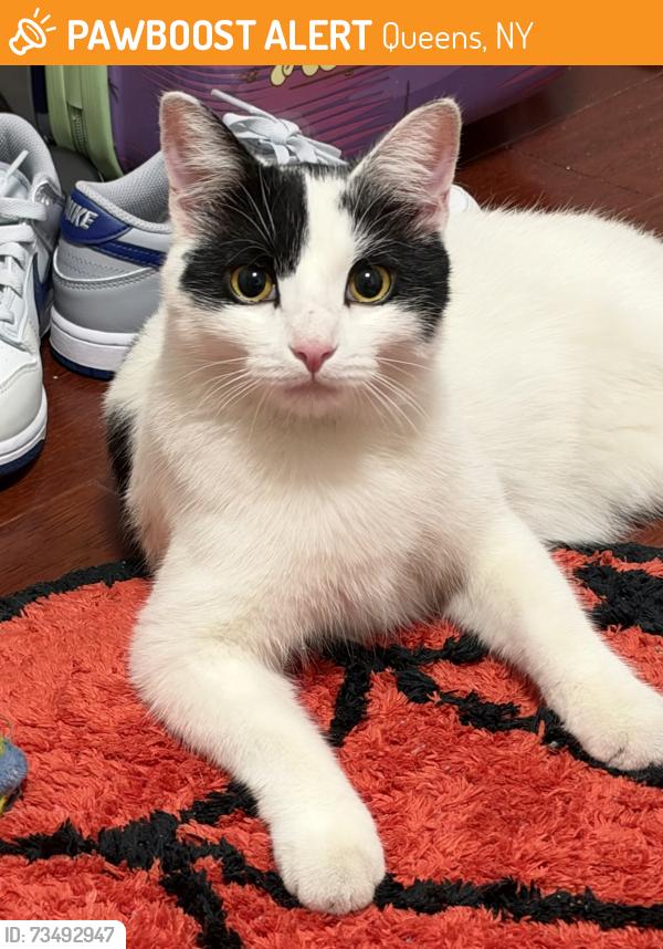 Found/Stray Unknown Cat last seen Flushing, Queens, NY 11354