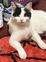 Found/Stray Unknown Cat last seen Flushing, Queens, NY 11354
