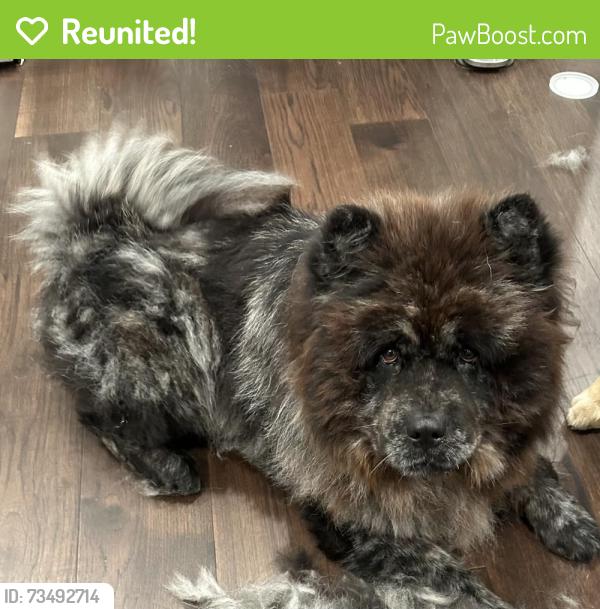 Reunited Male Dog last seen Saratoga Ave, East Palo Alto, CA 94303