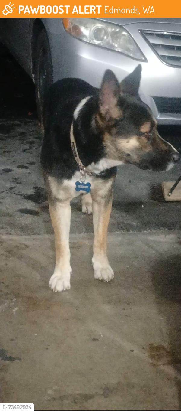 Found/Stray Male Dog last seen Near 150th Place South West, Edmonds, WA 98026